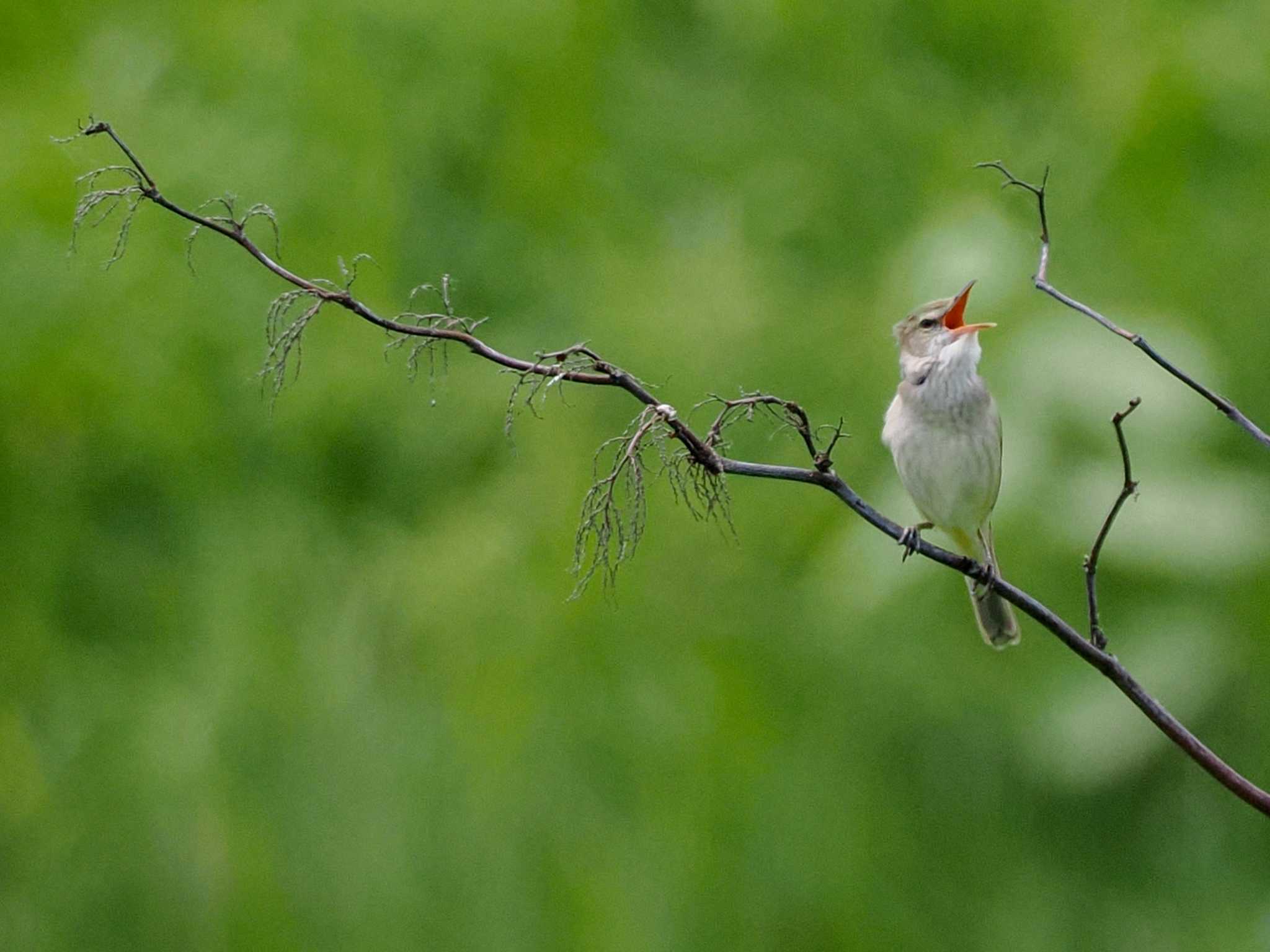 Photo of Oriental Reed Warbler at 新川河口(札幌市) by 98_Ark (98ｱｰｸ)