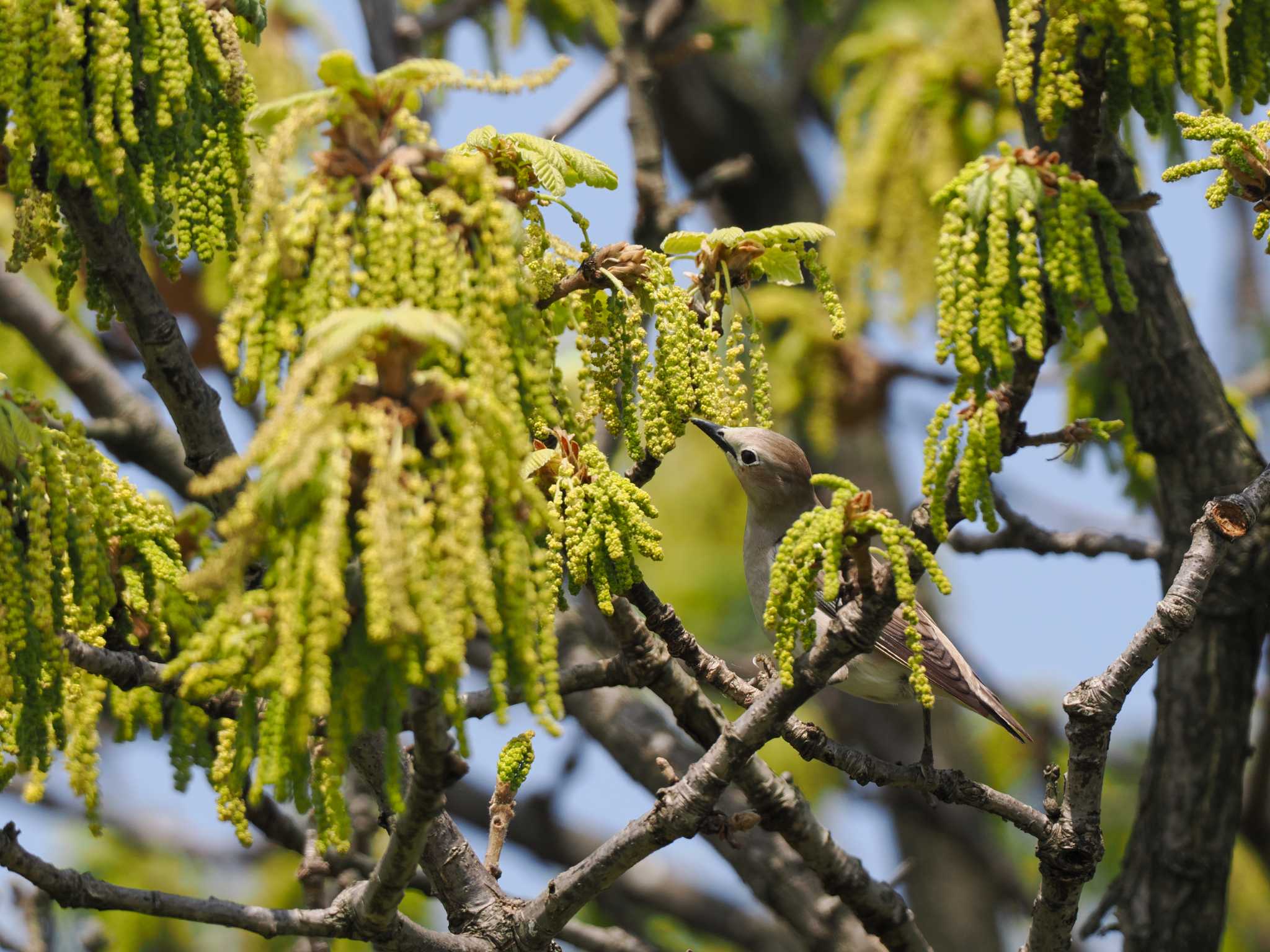 Photo of Chestnut-cheeked Starling at 新川河口(札幌市) by 98_Ark (98ｱｰｸ)