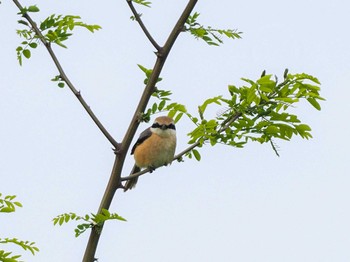 Bull-headed Shrike 新川河口(札幌市) Sun, 5/19/2024