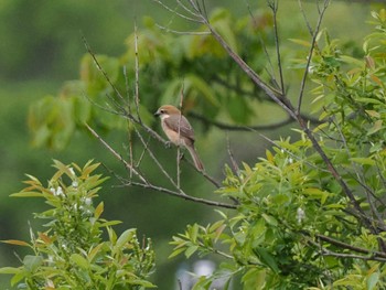 Bull-headed Shrike 新川河口(札幌市) Sun, 5/19/2024