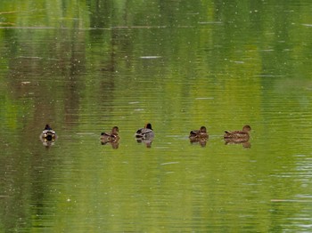 Eurasian Teal 新川河口(札幌市) Sun, 5/19/2024