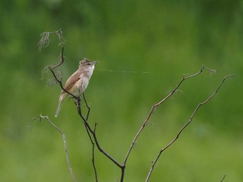 Oriental Reed Warbler 新川河口(札幌市) Sun, 5/19/2024