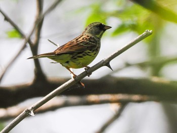 Masked Bunting 新川河口(札幌市) Sun, 5/19/2024