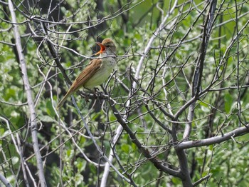 Oriental Reed Warbler 新川河口(札幌市) Sun, 5/19/2024