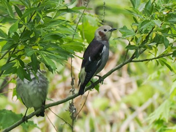 Chestnut-cheeked Starling 新川河口(札幌市) Sun, 5/19/2024