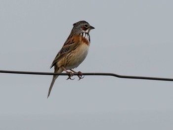 Chestnut-eared Bunting 新川河口(札幌市) Sun, 5/19/2024