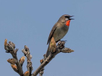 Siberian Rubythroat 新川河口(札幌市) Sun, 5/19/2024