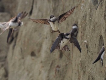 Sand Martin 新川河口(札幌市) Sun, 5/19/2024