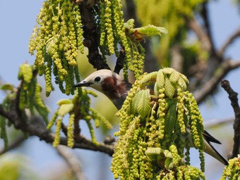 Chestnut-cheeked Starling 新川河口(札幌市) Sun, 5/19/2024