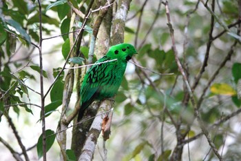 Wed, 2/28/2024 Birding report at Kinabaru park