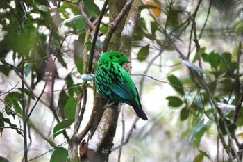 2024年2月28日(水) キナバル公園の野鳥観察記録