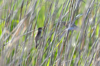 Marsh Grassbird 青森県 Sat, 5/18/2024