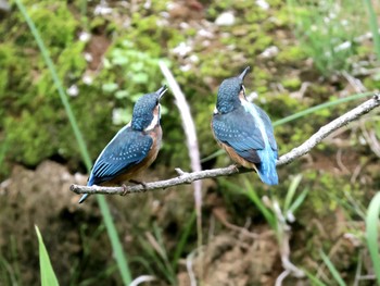 Common Kingfisher ギャザリアビオガーデン　フジクラ木場千年の森 Sun, 5/19/2024