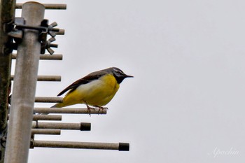 Grey Wagtail 八王子城跡 Sun, 5/19/2024