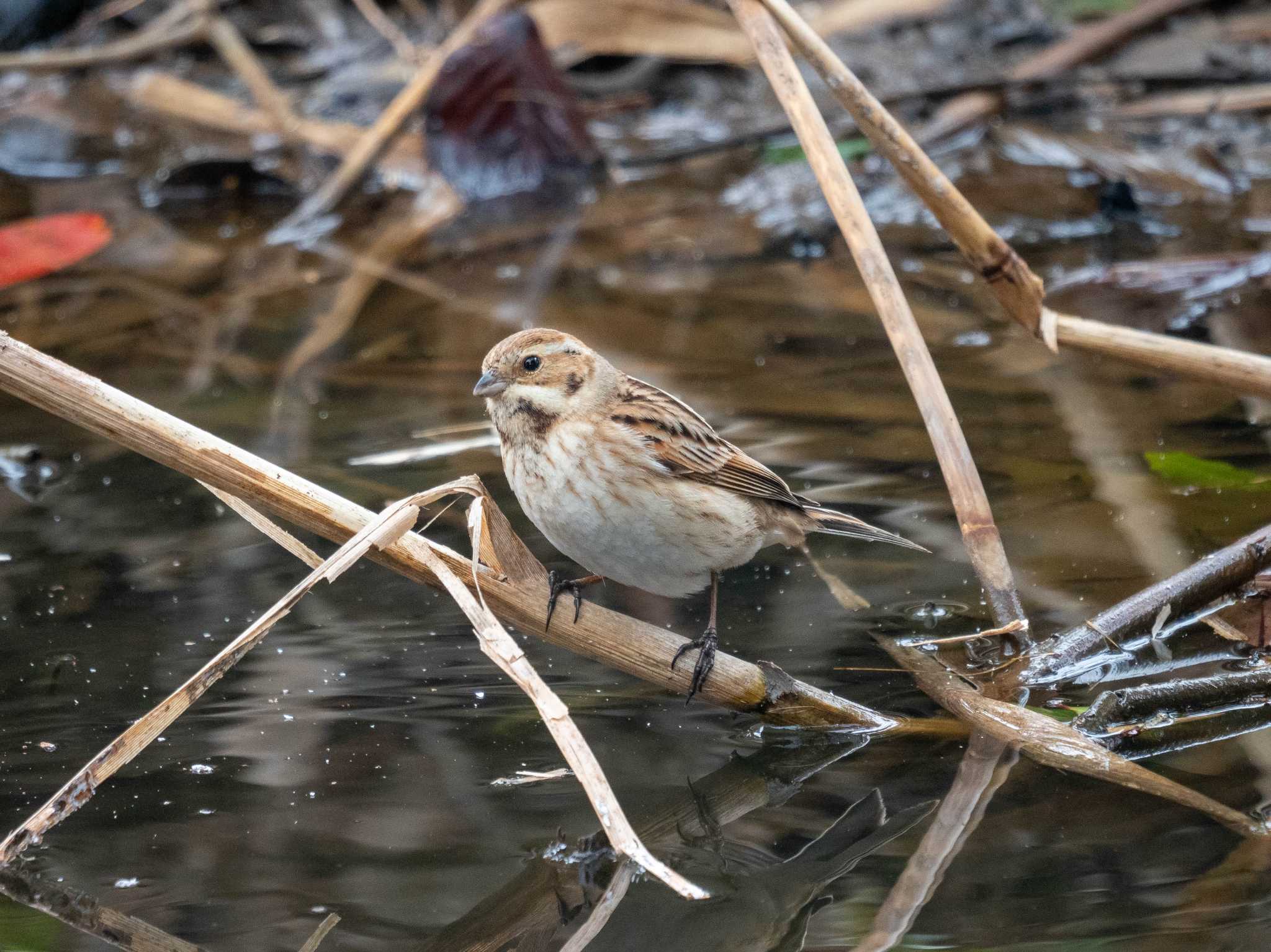 Common Reed Bunting