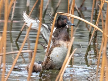 Baer's Pochard Mizumoto Park Sun, 3/24/2024