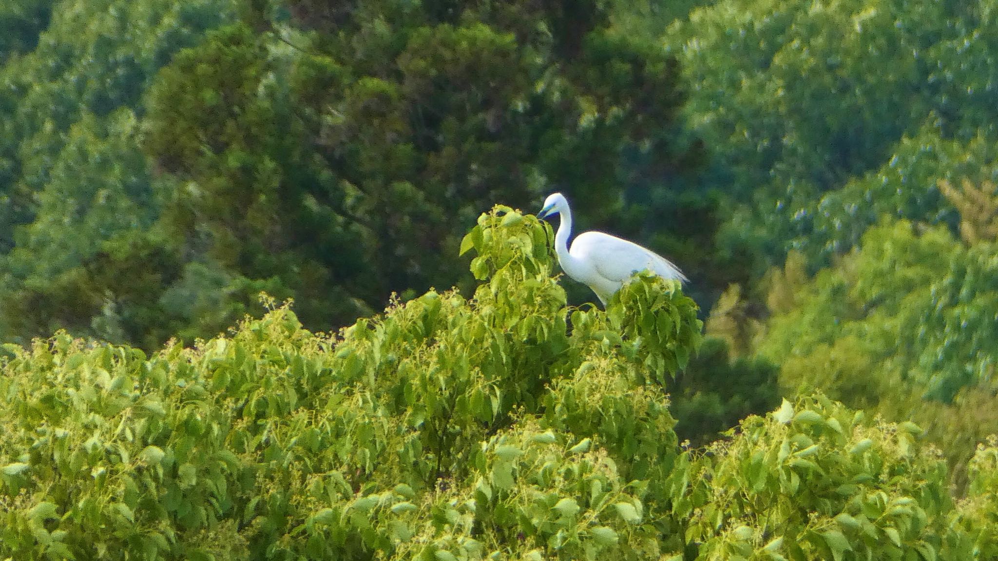 Great Egret(modesta) 