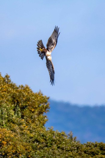 チュウヒ 山口県立きらら浜自然観察公園 2019年1月3日(木)