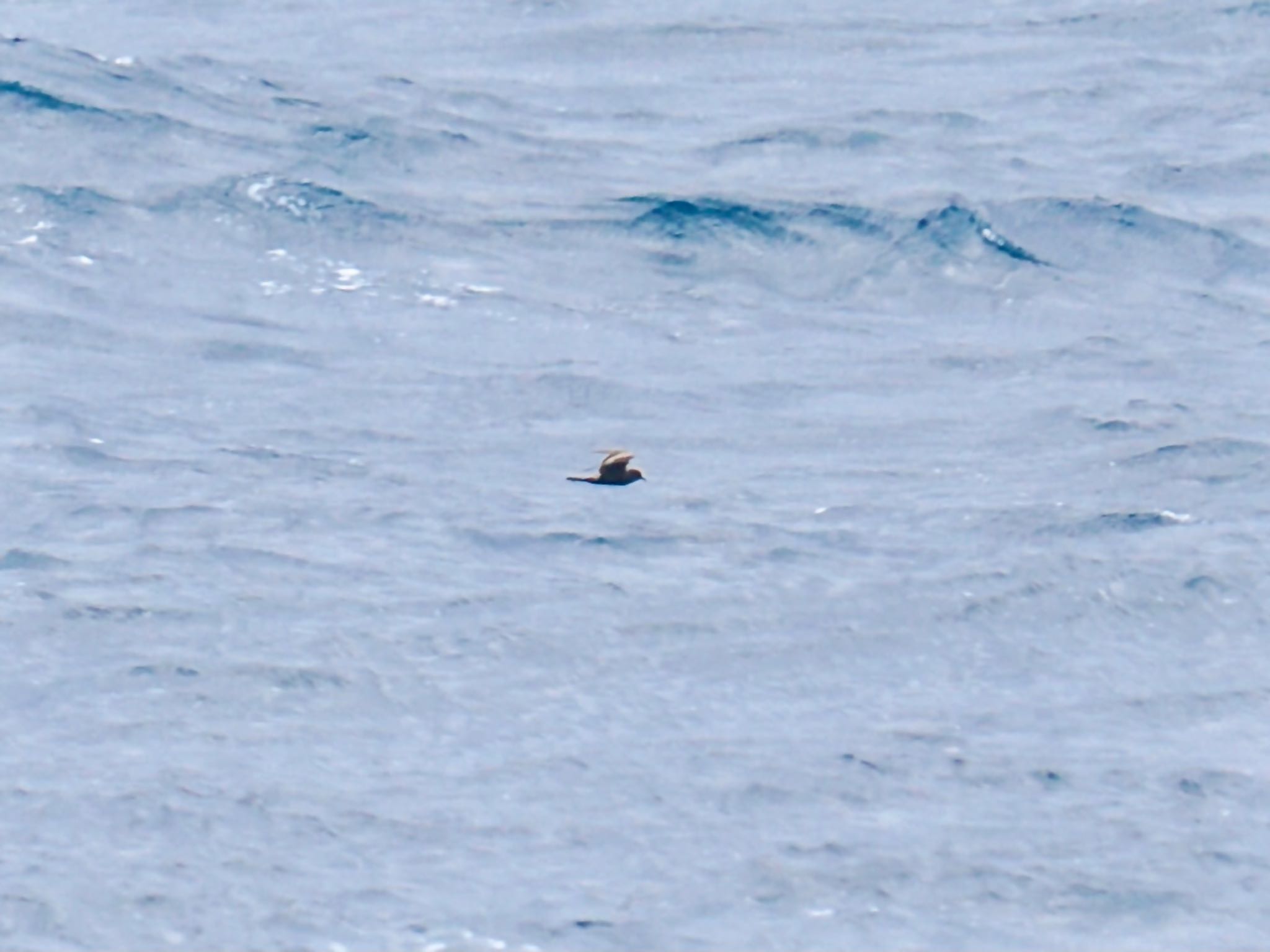 Tristram's Storm Petrel