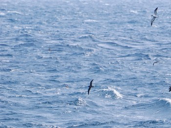 Short-tailed Shearwater 八丈島航路 Thu, 5/2/2024