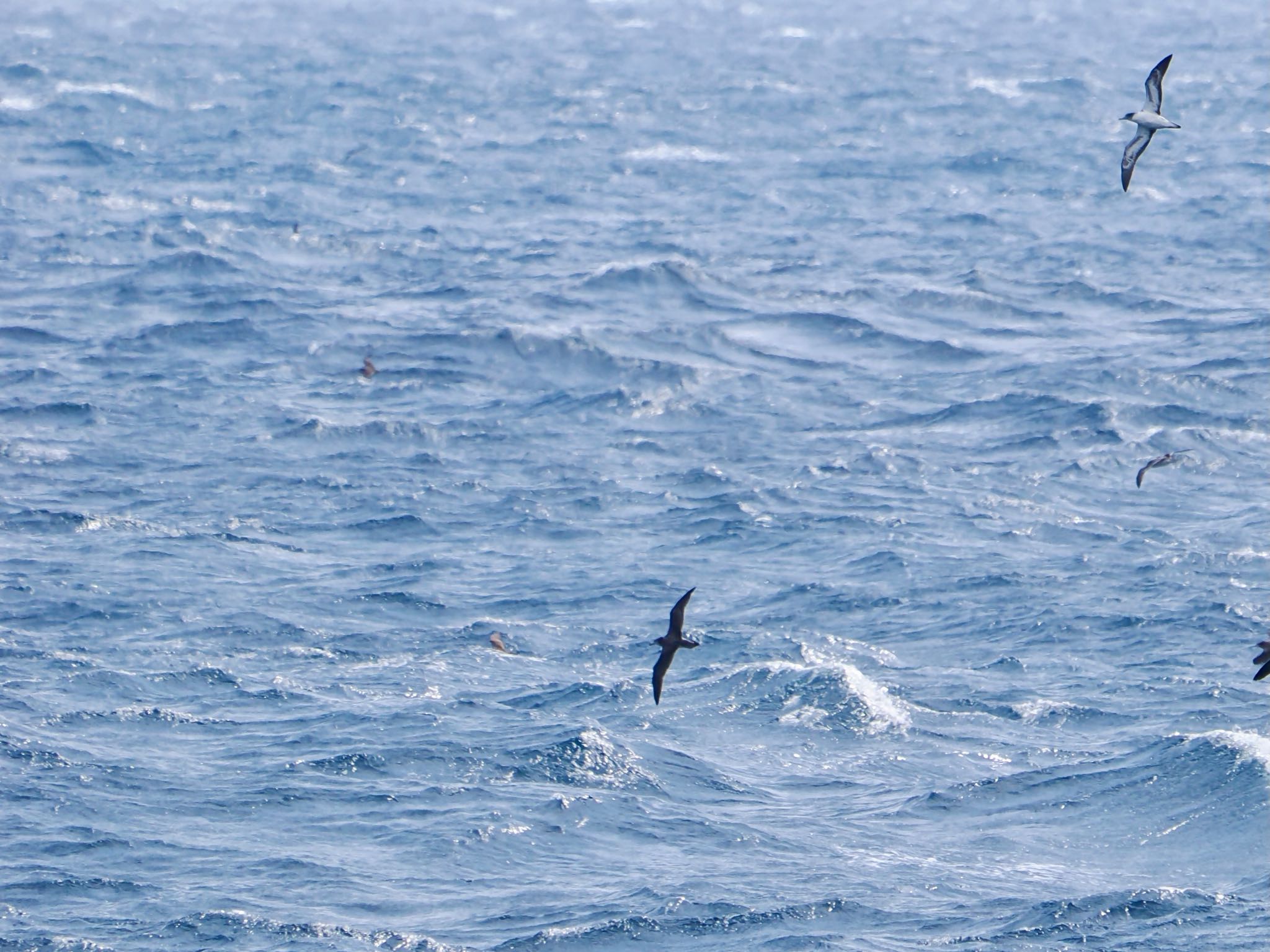 Streaked Shearwater