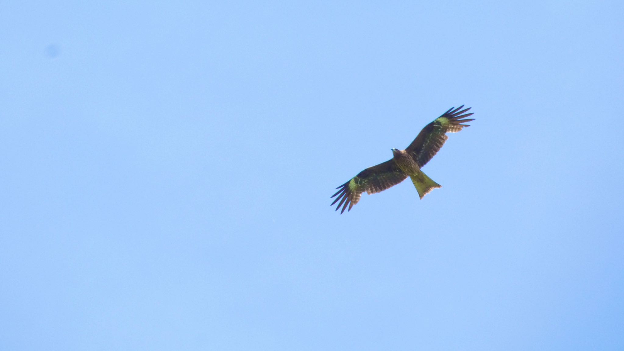 Black Kite