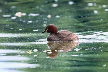 Sun, 5/19/2024 Birding report at Shakujii Park