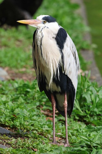 Grey Heron Akashi Park Thu, 5/2/2024