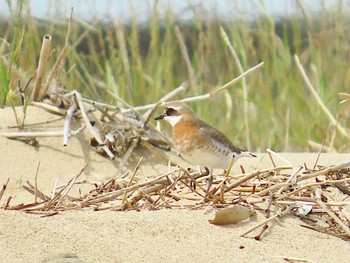 Sun, 5/19/2024 Birding report at 安濃川河口