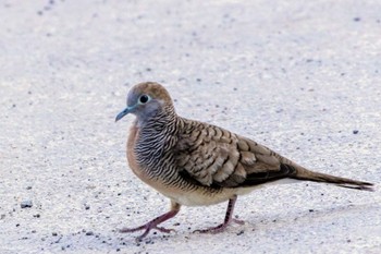 Zebra Dove Moalboal, Philippines Wed, 5/1/2024