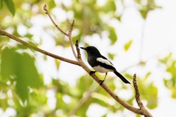 Oriental Magpie-Robin Moalboal, Philippines Wed, 5/1/2024