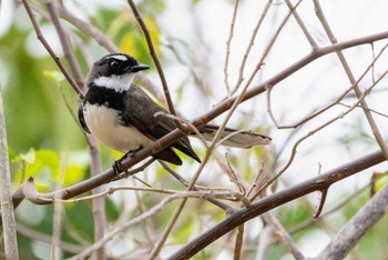Philippine Pied Fantail Moalboal, Philippines Wed, 5/1/2024