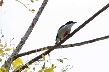 Red-keeled Flowerpecker Moalboal, Philippines Wed, 5/1/2024