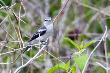 Pied Triller Moalboal, Philipines Wed, 5/1/2024