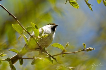 Willow Tit 山梨 Sat, 5/18/2024