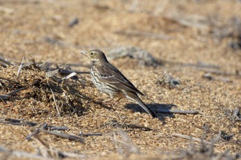 タヒバリ 鍋田干拓地 2019年1月4日(金)