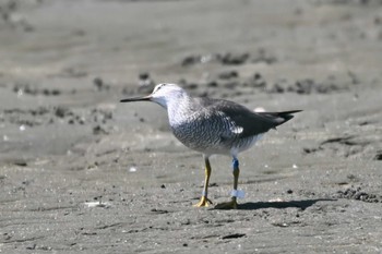 2024年5月18日(土) ふなばし三番瀬海浜公園の野鳥観察記録