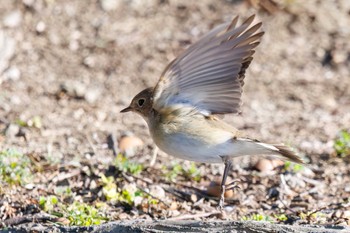 Red-breasted Flycatcher まつぶし緑の丘公園 Sun, 2/18/2024