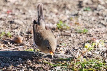 ニシオジロビタキ まつぶし緑の丘公園 2024年2月18日(日)