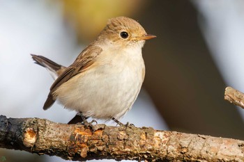 Red-breasted Flycatcher まつぶし緑の丘公園 Sun, 2/18/2024