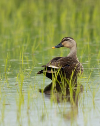 2024年5月19日(日) 大久保農耕地の野鳥観察記録