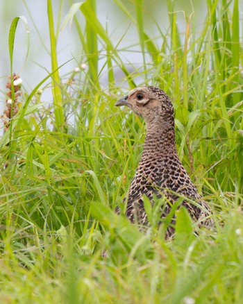 Green Pheasant 大久保農耕地 Sun, 5/19/2024