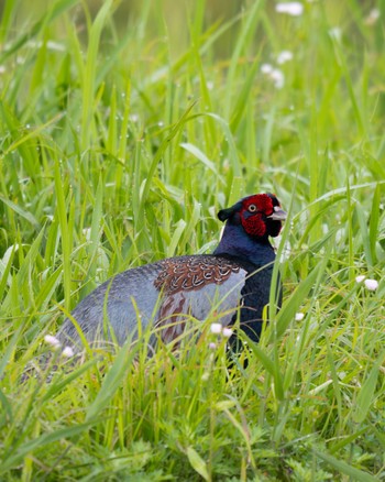 Green Pheasant 大久保農耕地 Sun, 5/19/2024