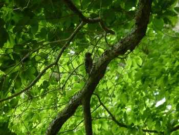 2024年5月19日(日) 千葉市泉自然公園の野鳥観察記録
