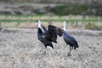 ナベヅル 鍋田干拓地 2019年1月4日(金)