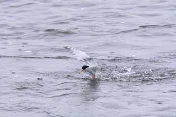 2024年5月19日(日) 多摩川二ヶ領宿河原堰の野鳥観察記録