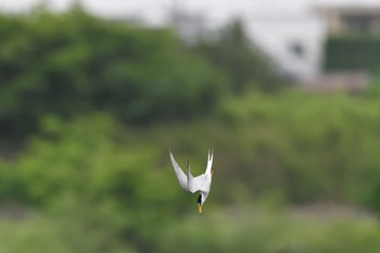 コアジサシ 多摩川二ヶ領宿河原堰 2024年5月19日(日)