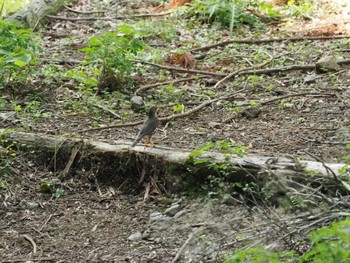 Japanese Thrush 日向渓谷 Sat, 5/18/2024