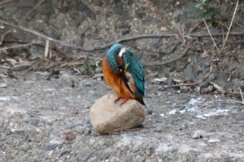 2019年1月6日(日) 和歌山市六十谷千手川の野鳥観察記録