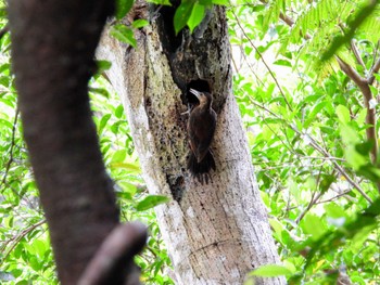 Okinawa Woodpecker Hijiotaki Mon, 5/20/2024